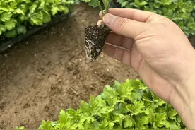 菊花苗扦插快速生根的方法图片