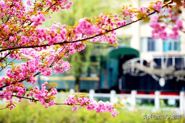 六盘水水城河畔樱花竞放引客浪漫踏春