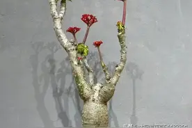 这6种花命很硬，100天不浇水“旱不死”，谁养谁喜欢图片