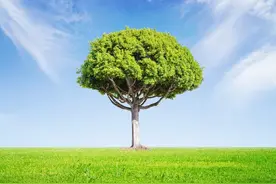 与木有关的网名，含有木字的微信昵称，用木的雅称取名字图片