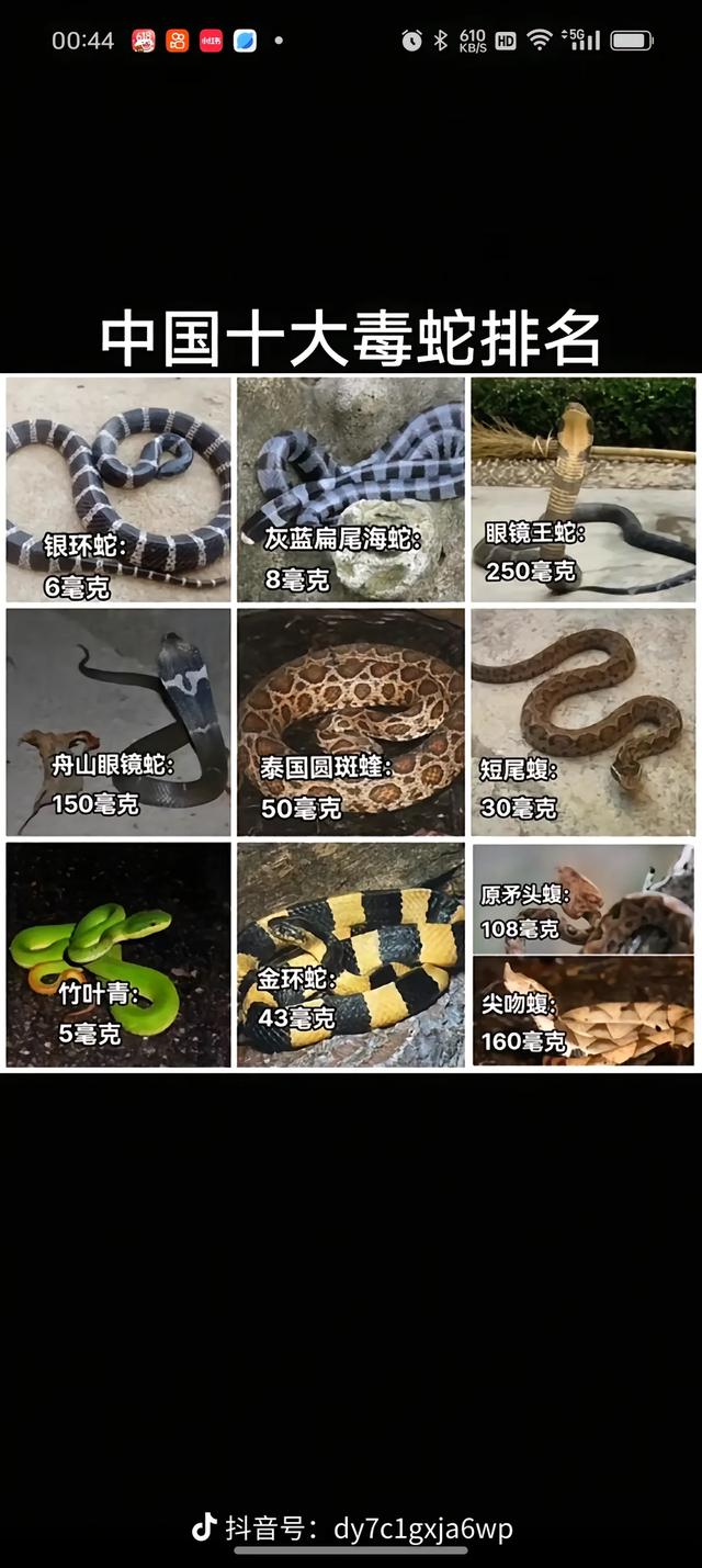 野外遇蛇别慌!3步逃生法+1个关键禁忌,记住能救命