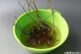植物生根剂配制方法介绍图片