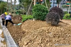 300万的工程利润近100万，都说绿化工程赚钱，但没想到会这么赚钱图片