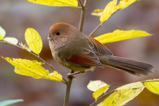 观鸟季来啦！在西安赴一场与候鸟的约会