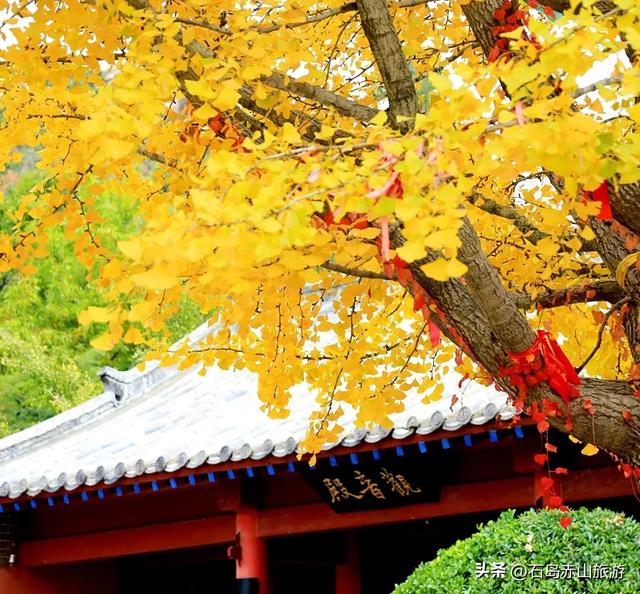 赤山红叶节不止红！各色植物把山海染成「秋日调色盘」