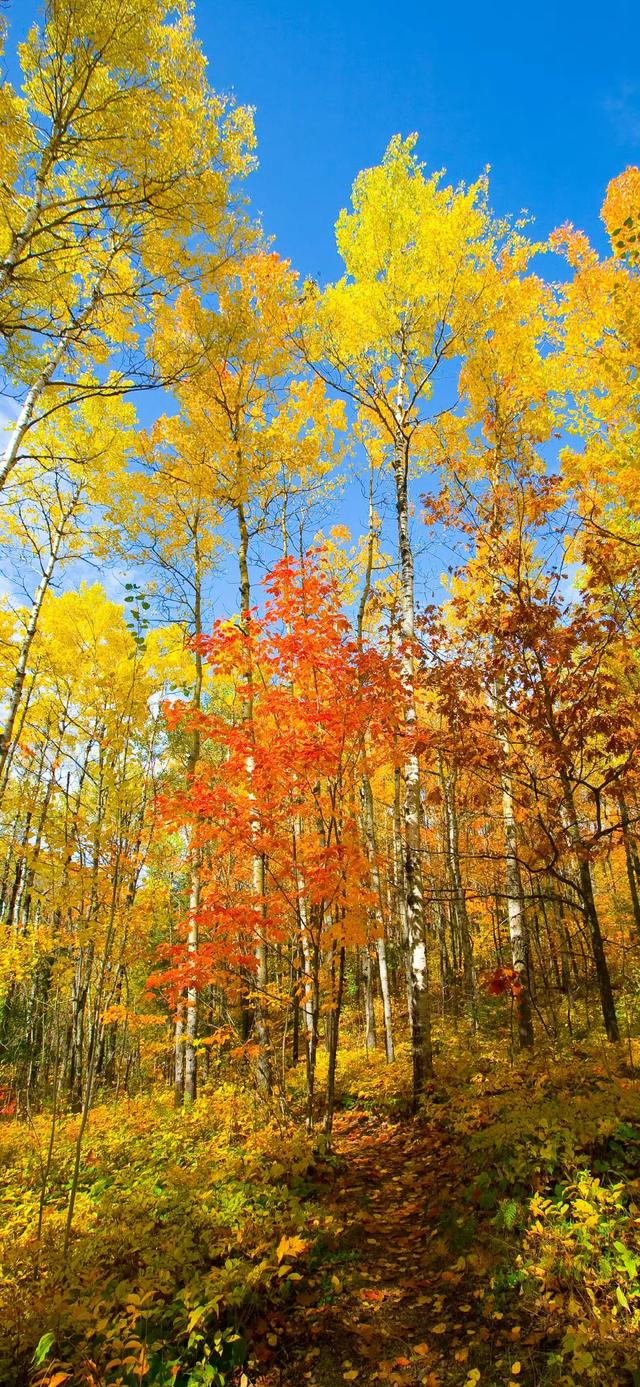 壁纸｜来去都是自由风 好运自会与我重逢