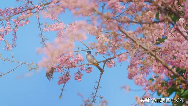 寒枝生暖意 樱粉竞芳菲——冬天的晋宁竟也这么美！