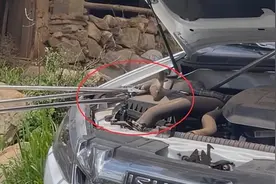 四川3米眼镜蛇钻入皮卡，躯干“太胖”被卡住，毒蛇为何频频出现图片