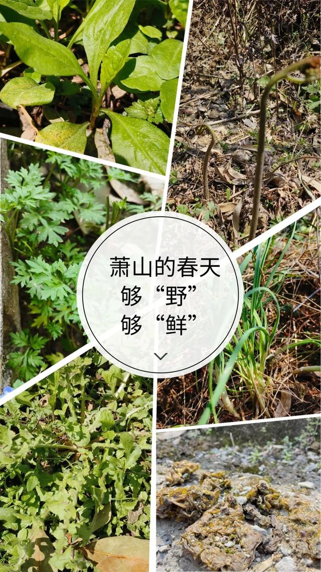 藏不住了！萧山的春天，美到犯规！