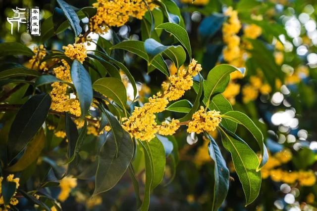 花样秦淮｜秋桂