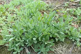 鼠曲草又名田艾，清明菜，冬天不可错过的野菜，用来煮水作用厉害图片