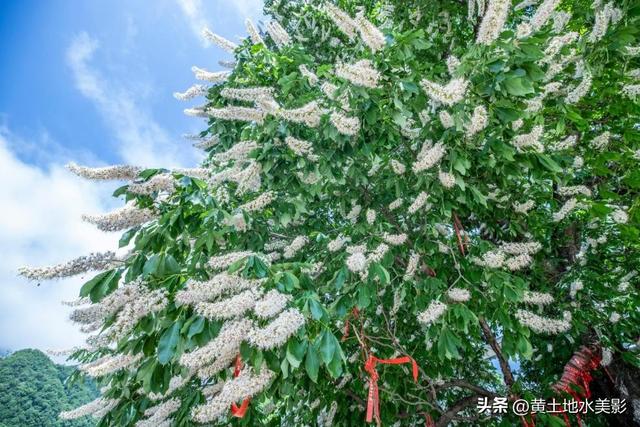 洛阳重渡沟：千年菩提花开，快来接住这份限定好运，错过再等一年