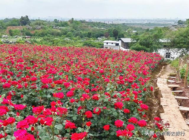成都玫瑰、月季花开爆了，免费才最美，采摘玫瑰低至1元，划算！