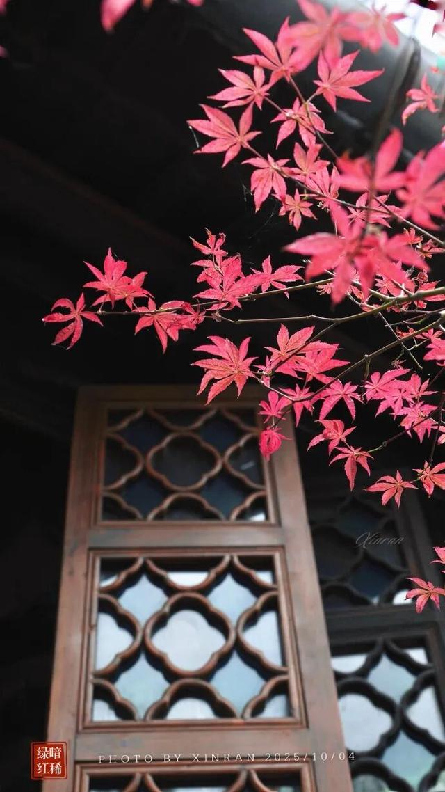 江北这里，红透了！