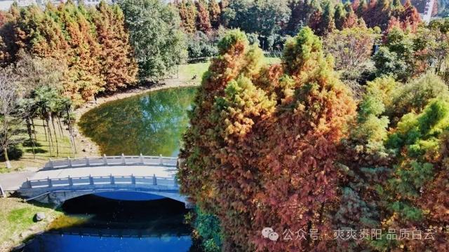 【爽游白云】曹关湿地公园的限定秋色