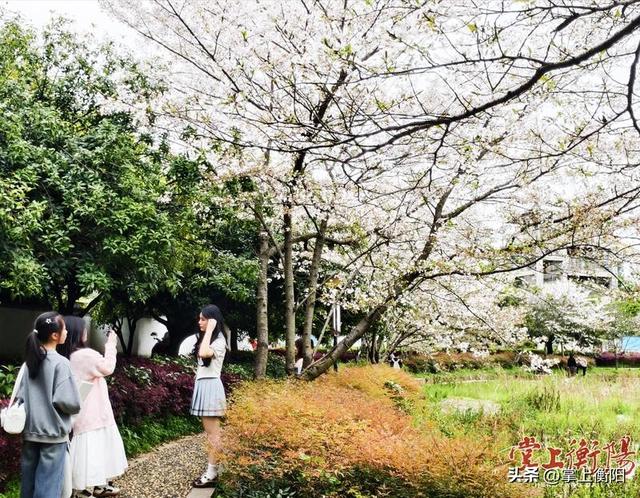 西湖公园的樱花开了，如云似雪入画来！
