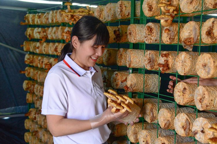 淄博楠杉蘑菇基地采风记景 淄博楠杉蘑菇基地采风记景