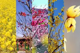 花期预告+打卡攻略，在邢台邂逅浪漫花海！图片