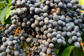 路边常见的女贞子果实，像一串串葡萄干，究竟能不能吃？图片