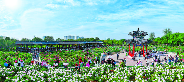 四月菏泽 人间最美的风景——中外游客共赴花事，乐享春日美好时光