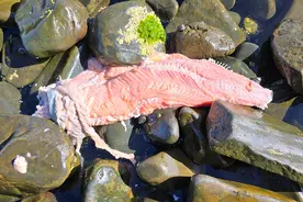 澳洲三文鱼大规模暴毙! 尸体冲上海滩, 体内竟有这种恐怖东西!图片