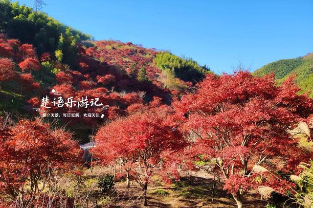 宁波这处秋色又到最美时刻，4条古道串联起近10个村庄，值得推荐