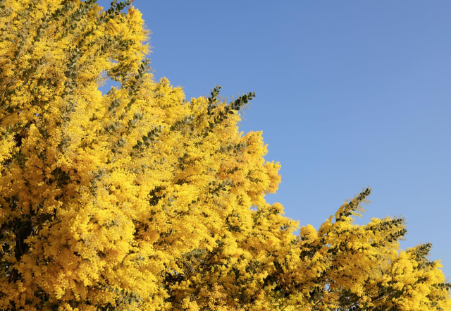 快看→西昌的满树金黄云！