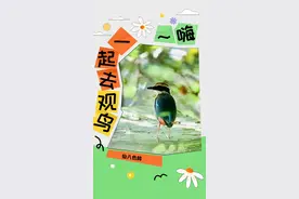 春季，观鸟正当时！图片