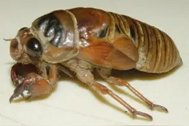 以下是河南方言的叫法，看看你能认识几个图片