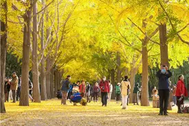 进入最佳观赏期！北京这些公园的银杏，比想象中还要美图片