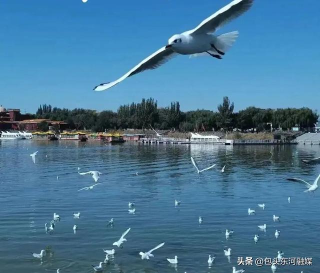 秋日限定 快来南海和“鸥气”撞个满怀！