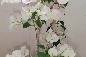 三角梅要不要套袋催芽？不要只听卖家的图片