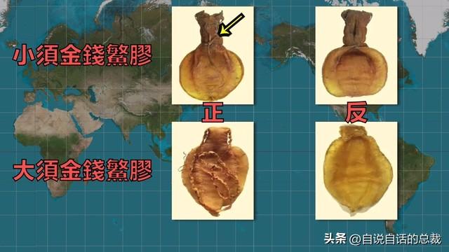 二十年的老鱼胶 2026年30年老鱼胶