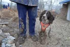 “汪汪队”震区立大功 动画片走入现实 人狗远程遥控配合图片