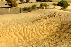 沙漠中也有蟒蛇？新疆沙漠中的沙蟒，为何选择在这里生存？图片