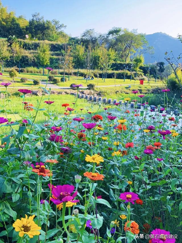 秋日遛娃天花板！黄石这里的百日菊花海美翻了