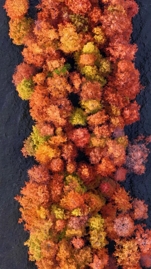 洱海水杉，每天勾我100次