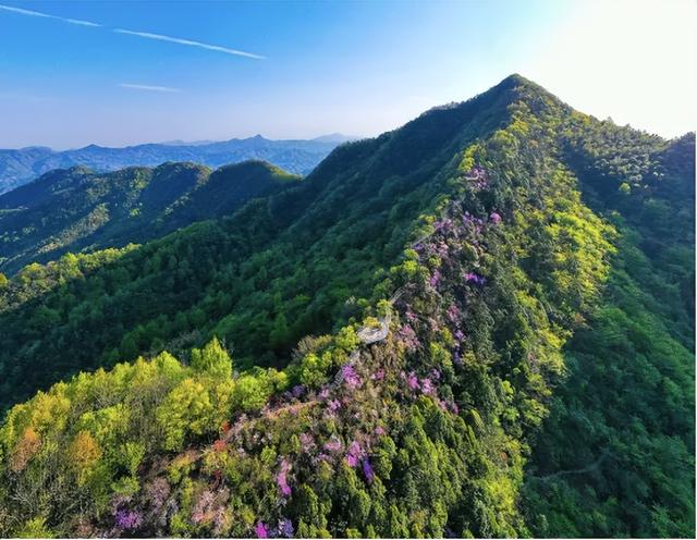 还看映山红？安徽大别山深处万株野生映山蓝正开，免费的蓝紫梦境