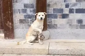 男子担心流浪狗影响自家生意，竟然用捕兽夹把狗狗夹伤，令人心疼图片