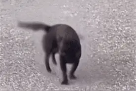 为什么“嘬嘬嘬”是全国统一的叫狗方式？图片