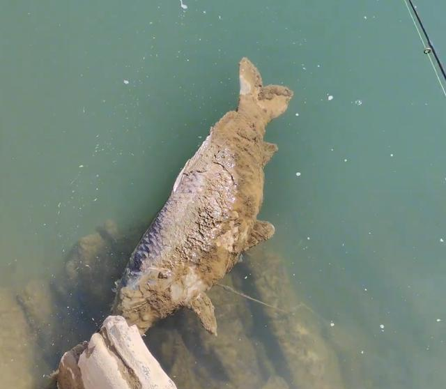 陕西男子发现巨型鲤鱼尸体，身上还挂着一枚大鱼钩	，谁干的？