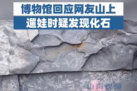 网友山上遛娃 发现5亿年前古生物化石图片
