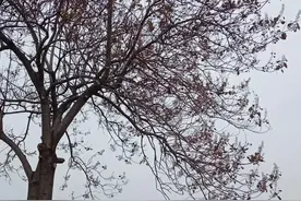 土生土长的这几种树越来越少，现在很难再见到图片