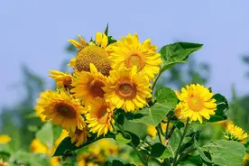 部编版（五四学制）六年级上册第二单元复习知识点精讲图片