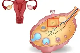 黄体酮：女性身体的重要守护者，你知道它的七大神奇作用吗？图片