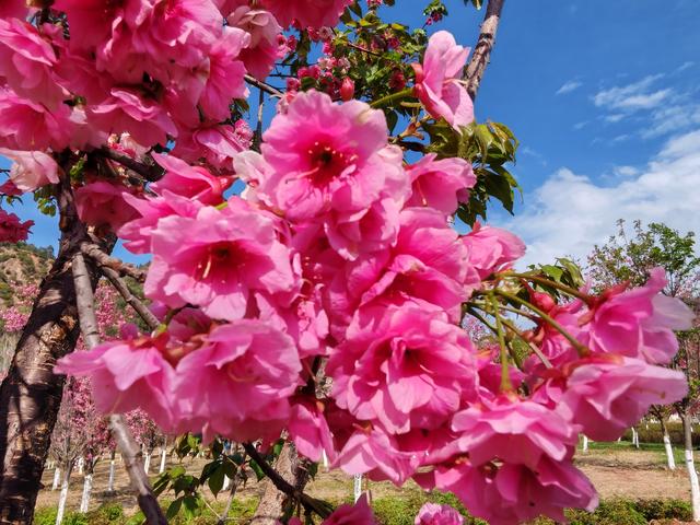 邛海樱花谷，不负三月春光