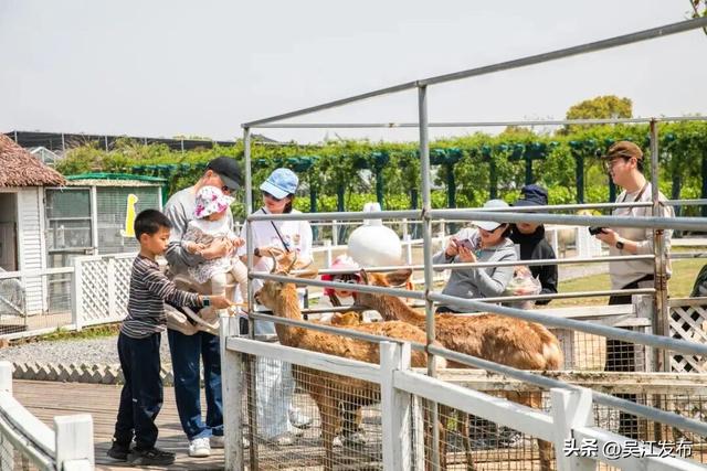 66.32万人次！吴江太“兴”了！
