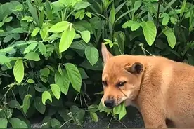 广东一狗被撞伤后每天定时吃一种草，一查发现那草是大叶千斤拔图片