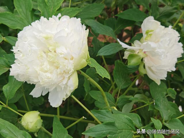 身为洛阳人，年年去牡丹园看花