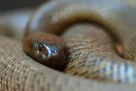 一碰即亡，可以瞬间毒死100名成年人，盘点几种地球上最毒的动物图片